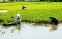 ​Tìm thấy 4 thi thể nghi nạn nhân Thanh Hóa bị lũ cuốn