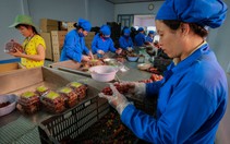 Ninh Thuận đẩy mạnh sản xuất nho an toàn