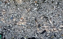 Cá Hồ Tây bất ngờ chết trắng mặt hồ