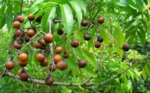 Bồ hòn kháng nấm,  trị bệnh ngoài da