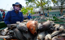 Quá nhiều cá rô phi trên kênh Nhiêu Lộc - Thị Nghè