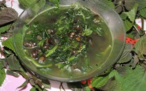 Ấm nồng canh ốc tía tô