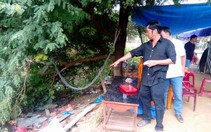 Nhầm bả chó là... kẹo mút, thêm một người chết tức tưởi