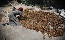 ​FAO: 39 quốc gia đối mặt thiếu lương thực trầm trọng