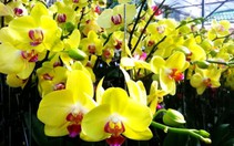 Tết Đinh Dậu, hoa lan nở muộn