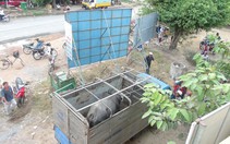 Trâu sổng chuồng tấn công, 6 người nhập viện