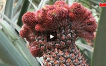 Trái cây độc và lạ tung ra dịp tết Đinh Dậu