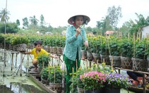 Sa Đéc tung ra thị trường 2 triệu giỏ hoa tết