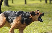 Bé trai bị chó cắn rách dương vật
