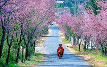 ​Hủy lễ hội mai anh đào Đà Lạt 