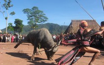 90 làng Cơ Tu bỏ tục đâm trâu