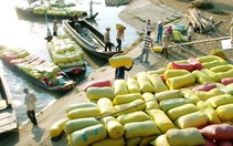 ​Gia hạn thỏa thuận xuất khẩu gạo với Philippines đến năm 2018