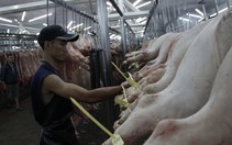 Heo truy xuất nguồn gốc... khó truy nguồn gốc