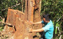 ​Kiểm tra phá rừng phòng hộ Bắc Trà My