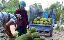 Giá mít Thái tăng gấp 10, nhà vườn đua trồng