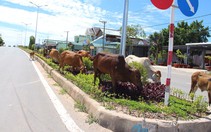 Phú Quốc bất lực với bò thả rông?