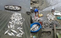 Cá chết bất thường nghi do nguồn nước ô nhiễm