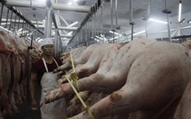 Truy xuất nguồn gốc thịt heo gặp khó