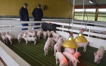 ​Chăn nuôi phát triển quá nóng: cung đã vượt quá cầu