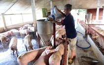 Bộ Công thương lên tiếng về việc liên tiếp phải giải cứu nông sản
