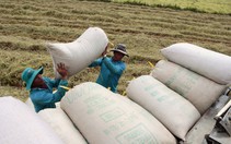 Nông dân ĐBSCL đã bán hết luá, giá tăng