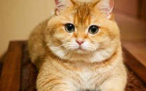 Vận chuyển thú cưng cách nào?