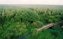 Rừng tràm U Minh Hạ ở Cà Mau "sống sót" sau mùa khô