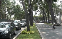 Gỗ từ cây xanh đô thị thí điểm làm bàn, ghế ở công viên