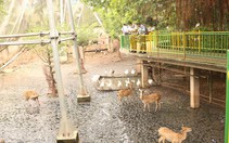 ​Đầu tư để môi trường sống các vườn thú phong phú hơn
