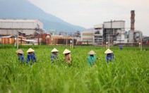 ​Tái cơ cấu ngành mía đường Việt Nam
