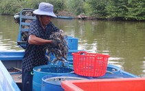 Kiên Giang lập đường dây nóng chống tôm bơm tạp chất