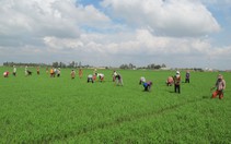 Xin nuôi 203ha cá tra ở Long An