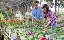 ​Sa Đéc - thành phố hoa 