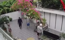 Siêu phẩm cây hoa giấy bị gãy đôi vì cẩu sai cách