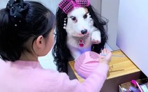 Chú chó ngoan ngoãn ngồi im cho cô chủ sơn móng tay