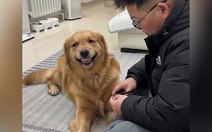 Chú chó cười duyên khi bị sen nhắc nhở