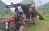 Cô gái một mình đưa cây xoan khủng lên thùng xe