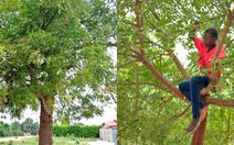 Tấn công cây sầu đâu vì tin nhảm trị Covid-19