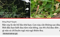 Vua Còm 26-8: 'Rắn độc cắn không chết mà chỉ nặng người khiêng hòm'