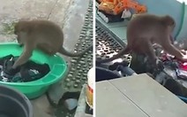 Gia chủ bất ngờ khi thấy khỉ hoang ngồi giặt quần áo giúp