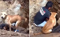 Chó mẹ nghẹn ngào khi đàn con vùi lấp dưới đất được cứu sống