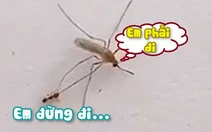 Kiến cắn chân níu kéo không cho muỗi bay