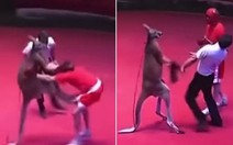Võ sĩ liên tục bị kangaroo hạ knock out