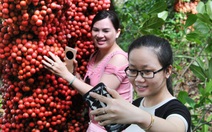 Đi Phú Yên ngắm vườn cây đỏ, ăn trái đỏ chua lè lưỡi