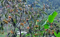 Quả hồng không hạt Quản Bạ có chỉ dẫn địa lý