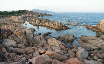 Tôm hùm đe dọa vịnh Xuân Đài, Chủ tịch Phú Yên rút tờ trình