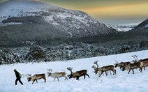 Theo chân ‘bạn đồng hành cùng ông già Noel' ở Scotland