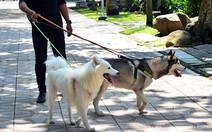 'Chó đáng yêu nhưng coi chừng phần hoang dại'