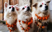 Kukur Tihar - lễ hội tuyên dương những chú chó tại Nepal