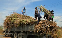 Nông dân điêu đứng nhìn mía già khi nhà máy chậm thu mua